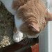 Curiosity